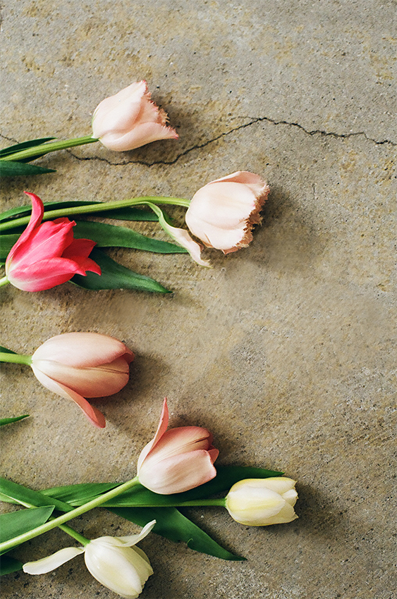 mochi 2026 spring summer tulips on concrete soft light