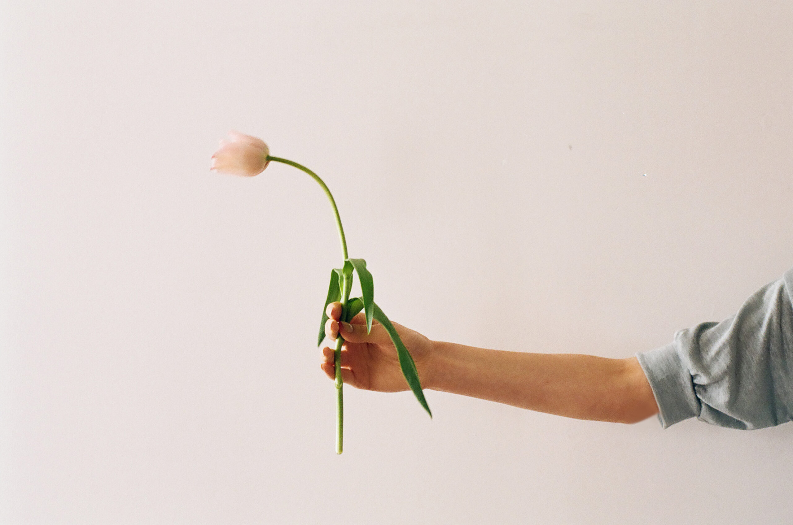 hand holding single tulip minimal composition
