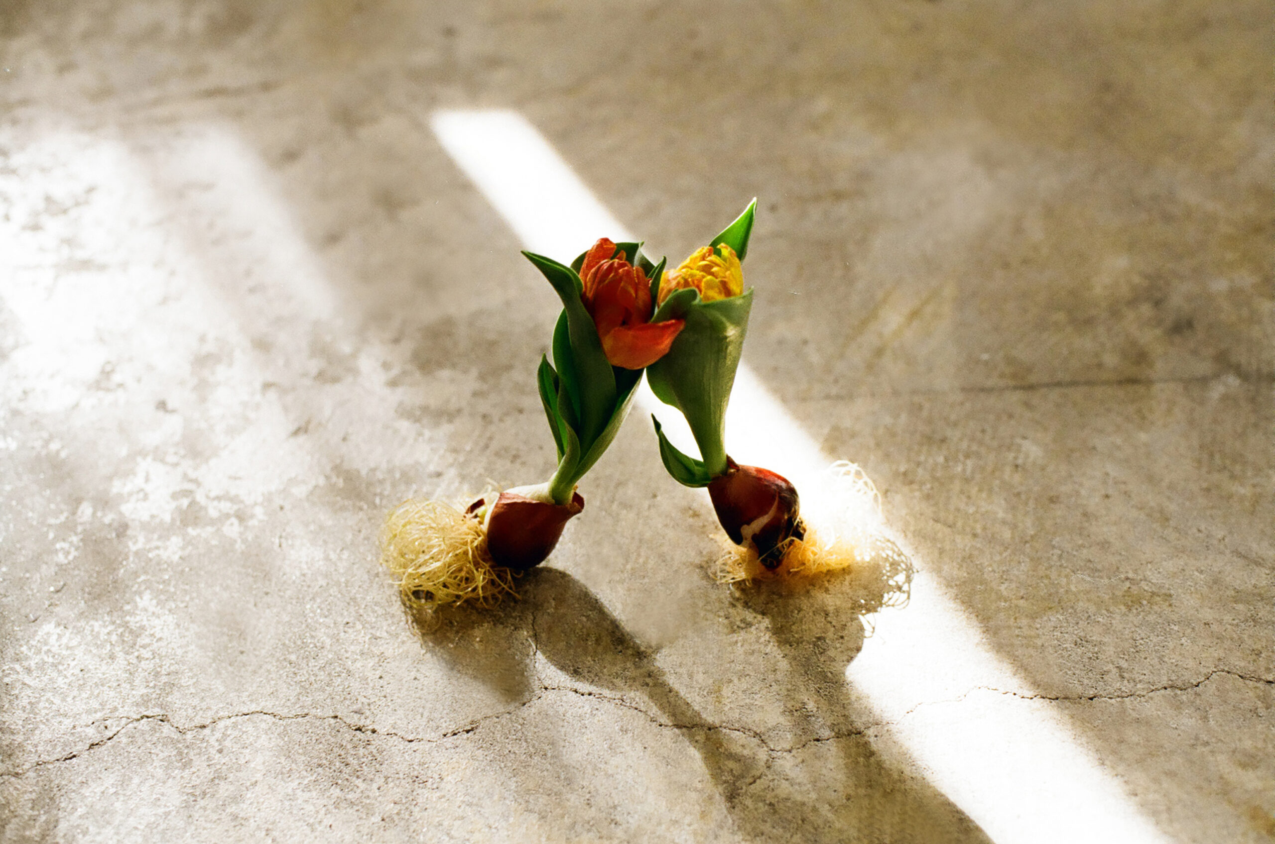 mochi 2026 spring summer blooming bulbs on floor natural light